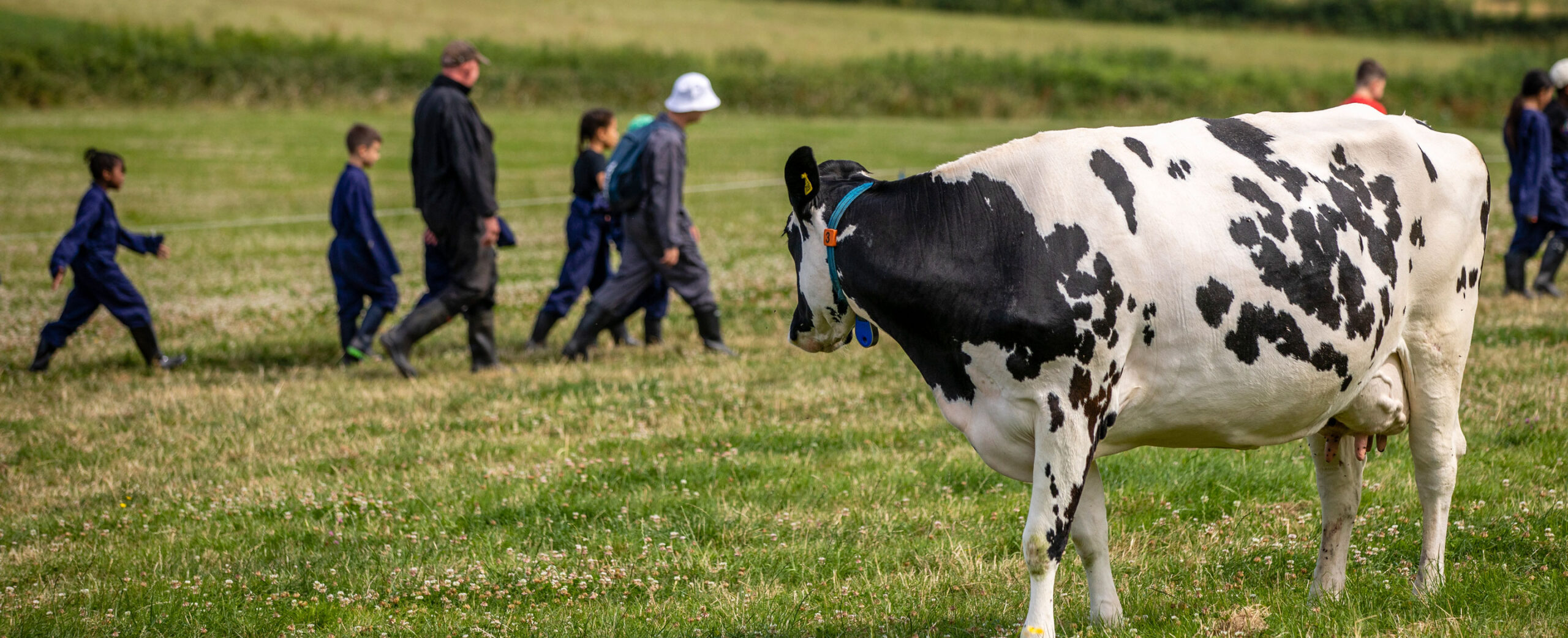Cow watching children walking across a farm field